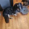 Dachshund Doxie for Stud Black & Cream Dapple Longhair AKC CKC 