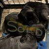 Pug puppies in St. Charles Michigan