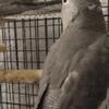 Whiteface baby cockatiel for sale
