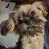 Beautiful shih tzu female