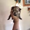 Pure bred Pomeranian pups 