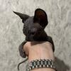 Sphynx kittens 