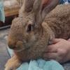 Continental giant  rabbits