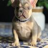 Updated: One Male French Bulldog ABKC Grand Champion bloodlines