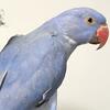 Baby Handfed Violet Indian Ringnecks
