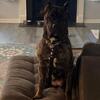Cane Corso puppies! March 2025