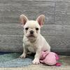 Leo- CREAM Male- Kentucky KY. French BULLDOG