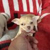 Chihuahua puppies girls