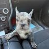 French bulldog pups