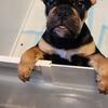 AKC English Bulldog Puppies