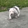 American bullies puppies 