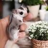Brooke''s Bunny Farm is #1 for Healthy Pets - Farm Raised, Hand Fed