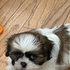 Shih Tzu puppies available 