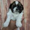 For sale shihtzu puppy's all boys