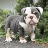 English bulldog puppy 