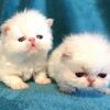 Himalayan Kittens of European roots
