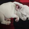 Solid white french bulldog puppy