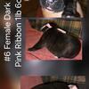 #6 Female Dark Brindle AKC Limited Registration Pink Ribbon $1700