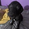 2 black lab mix puppy’s for sale both male