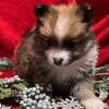 Pomeranian puppies