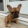 AKC registered quality French Bulldogs