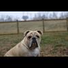 English Bulldog Female 