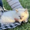 Pure bred ragdoll TICA registered female kittens for sale