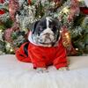English bulldog Male puppies 