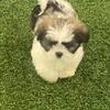 Simon! Shih Tzu! 1500