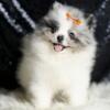 Adorable Pomeranian Pups: Meet Our Compact, Cuddly Pomeranian Crew
