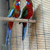 Pair of Crimson rosella