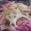 $400  1YR  HUSKY GIRL PUREBREEED  PAPERS NOT FIXED BROOKLYN  NYC