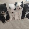 Pomsky puppies "mini husky"