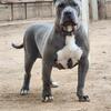XL American Bully 