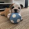 English Bulldog Puppies Available