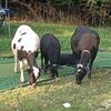 3 Katahdin ram lambs 