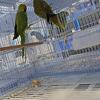 Pareja de Indian Ringnecks Verde Criadora