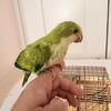 Hand fed Quaker parrot babies