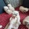 White Persian Kittens for Sale