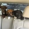 Puppies 