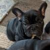 AKC FRENCH BULLDOG BABIES
