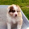 Registered Aussie pups