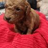 F1b mini goldendoodles ready October 29