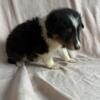 Shetland sheepdog puppies 