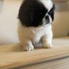 CKC Pekingese Puppies 