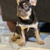Male French Bulldog Puppy  | ACK Registered | Near Indianapolis, IN
