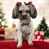 Shih Tzu-Yorkie Mix 