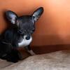 Chihuahuas pups due in February