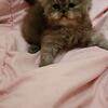 CFA CHOCOLATE PERSIAN KITTEN MALE