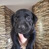 Beautiful English lab